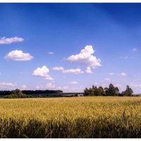 пшеничное  поле :: петькун  георгий 