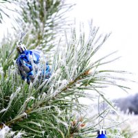 Новогодняя елка :: Виталий Кийко