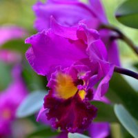 Орхидеи тропического леса :: Дмитрий Боргер