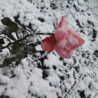 Роза на снегу :: Любовь 
