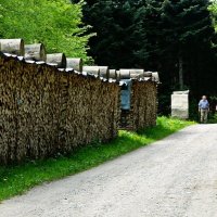 заготовка дров в швейцарском лесу :: Александр Корчемный