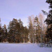 Зима в лесу. :: Мила Бовкун