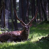 Калиниградский олень Яша :: Алексей Оводов