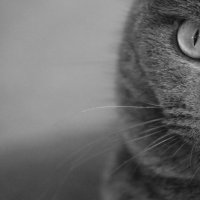 кот, который любит фотографироваться :: Александра Евдокимова