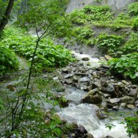 Горная  река  в  Карпатском лесу :: Андрей  Васильевич Коляскин