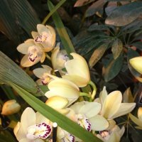 Орхидеи :: Galina194701 