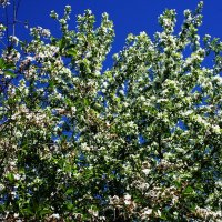 Весна - цветение вишни :: Damir Si