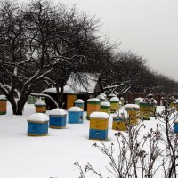 Боровички на пасеке :: Николай Дони