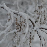 Ягоды в снегу :: Шухрат Батталов