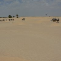 Сахара :: grovs 