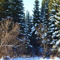 Сказки зимнего леса :: Вера Андреева