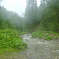 Горная  река  в  Карпатском  лесу :: Андрей  Васильевич Коляскин