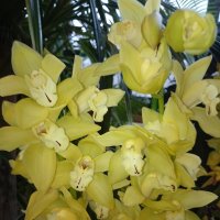 орхидеи :: Galina194701 