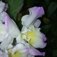 орхидея :: Galina194701 