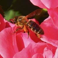 пчелка на розе :: Олег Мартоник