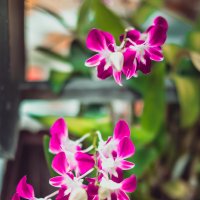 Дикая орхидея :: Ксения Базарова