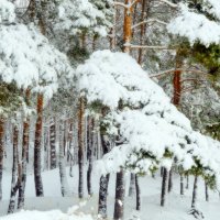 в сосновом бору. :: ольга старкова 