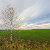 Во поле березка... :: Валентин Котляров