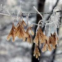 Зима в лесу:)) :: Марина Назарова