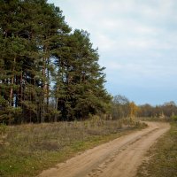 дорога в лесу :: Владимир Зеленцов