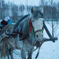 Лошадь :: Андрей Кузнецов
