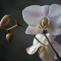 Орхидея фаленопсис Утренняя Заря :: Ирина Приходько