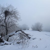 прогулка :: василиса косовская