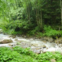 Горная  река  в  Карпатском лесу :: Андрей  Васильевич Коляскин