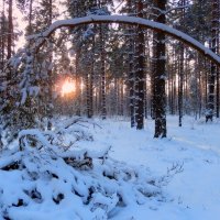 Зимний лес. :: Hаталья Беклова