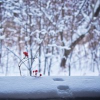 Зима :: Svetlana Sneg