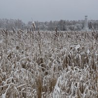 Камыши. :: Виктор Евстратов