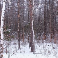 В зимнем лесу :: Татьяна Ломтева