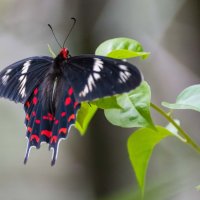 Бабочка :: Илья Шипилов