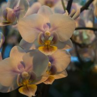 Орхидеи :: marmorozov Морозова