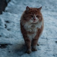 Уличный кот :: Алёнка Шапран