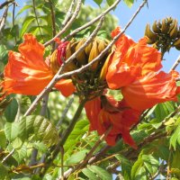 Цветет тюльпановое дерево :: Герович Лилия 