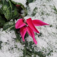 неожиданная зима :: fatima 