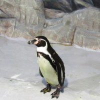Пингвин :: Самохвалова Зинаида 