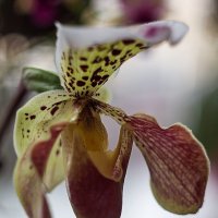 Орхидея пафиопедилюм Принц :: Ирина Приходько