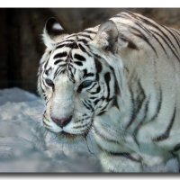 Белый тигр :: GaL-Lina .