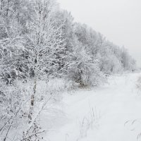 После снегопада :: Николай Невзоров