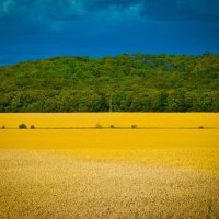пшеничное поле :: Astriea 