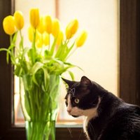кот и тюльпаны :: Asya Trosheva