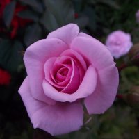 садовая роза :: KrisWay 