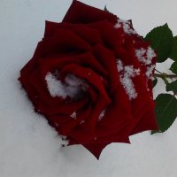 роза на снегу :: оксана 