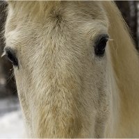 Портрет лошади :: Дмитрий Конев