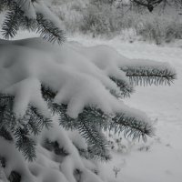 Под снегом :: Igor Osh