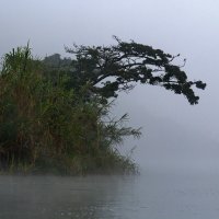 Туманное утро на озере Буньёни :: Евгений Печенин