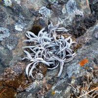 Прибрежные камни :: оксана савина