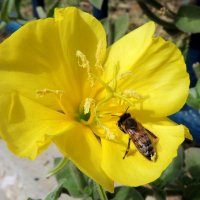 Цветок с пчелой :: Игорь 